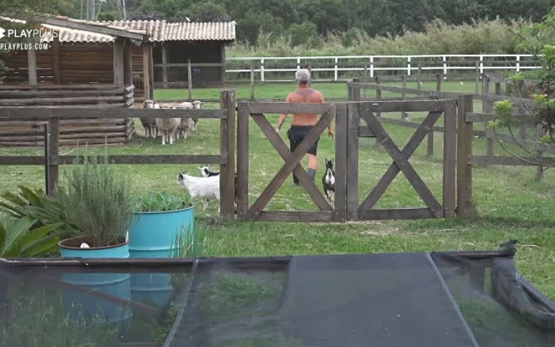 Minicabras e ovelhas divertem o fim de tarde de Mateus - A Fazenda 12