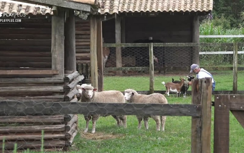 Na Roça, Mateus se despede das ovelhas e minicabras - A Fazenda 12