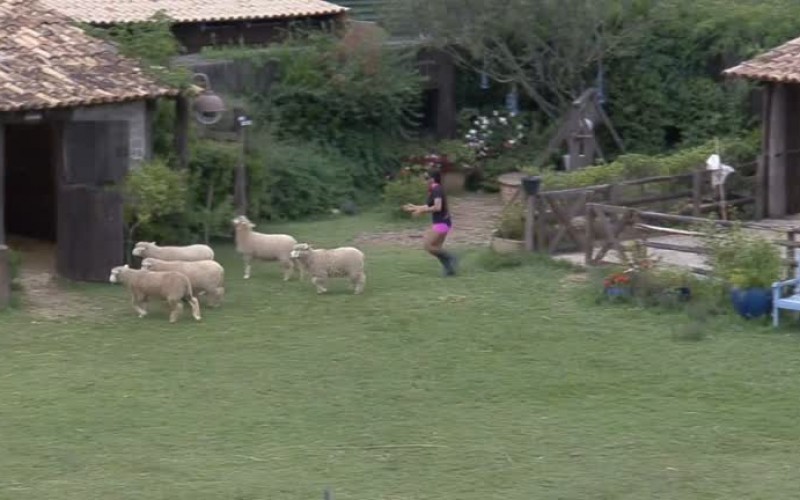 Ovelhas se recusam a ir para o pasto e dão um baile em Marina - A Fazenda 13