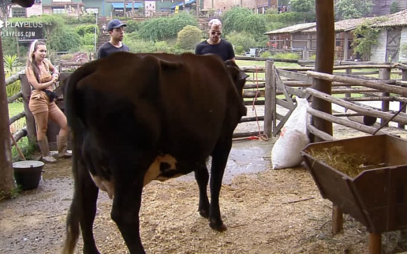 Peões têm dificuldades no trato com a vaca - A Fazenda 12