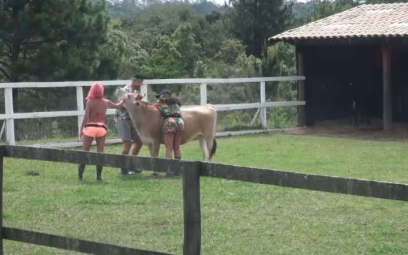 Rico, Aline e Valentina fazem carinho na vaca Teimosinha - A Fazenda 13
