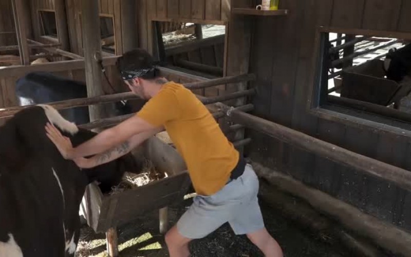 Rico sofre para levar a Mimosa ao pasto: "Desobediente" - A Fazenda 13